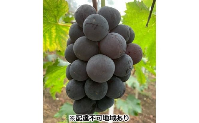 ぶどう 【2026年 先行予約】 種なし完熟 ニューピオーネ 2房 合計約1kg/ ブドウ 葡萄 岡山県産 国産 フルーツ 果物 渡邊農園