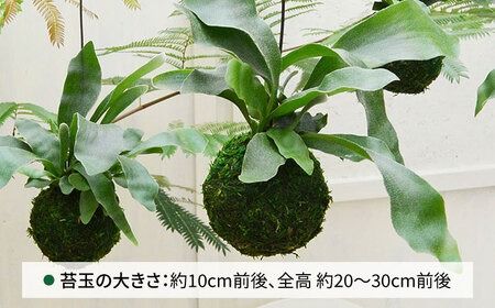 吊るして オシャレ 『 コウモリラン 苔玉 』 糸島市 / cocoha 観葉植物 室内 [AWB004] 観葉植物 緑 グリーン 吊り下げ インテリア コウモリラン ガーデニング