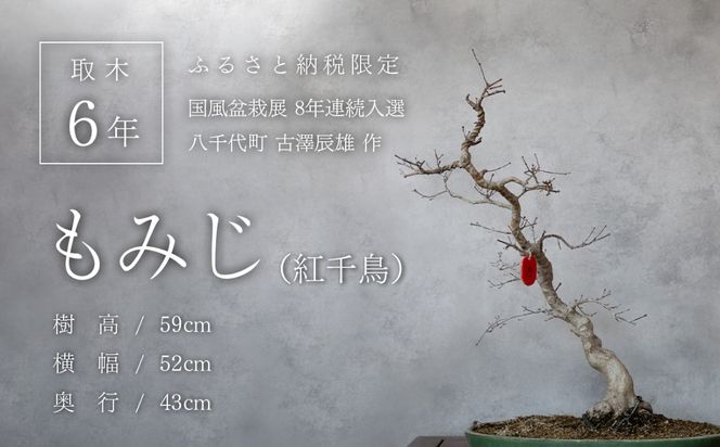 【ふるプレ限定品】【限定】【一点物】【国風盆栽展入選】 山もみじ もみじ （紅千鳥）作家 古澤辰雄 氏