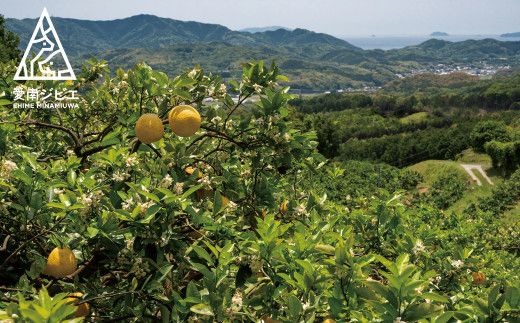 愛南ジビエの猪肩ロース肉　500g（5個/月限定）