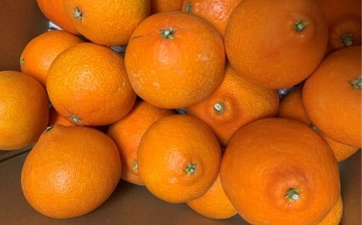 【先行予約】【家庭用】岬まどんな 5kg ※離島への配送不可 （2026年11月25日より順次発送） IKTA033