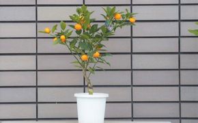 寧波金柑の苗木 きんかん ガーデニングショップ四季の里  観葉植物 甘み 香り 
