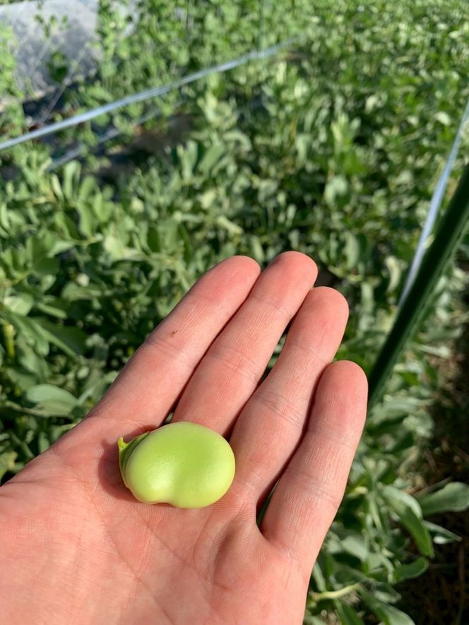 ＜先行予約＞春だけ ホクホクそら豆！2kg 京都 亀岡産 野菜 豆類 旬 おつまみ 取り寄せ 人気 ※北海道・沖縄・離島への配送不可 ※2026年5月中旬～6月中旬頃に順次発送