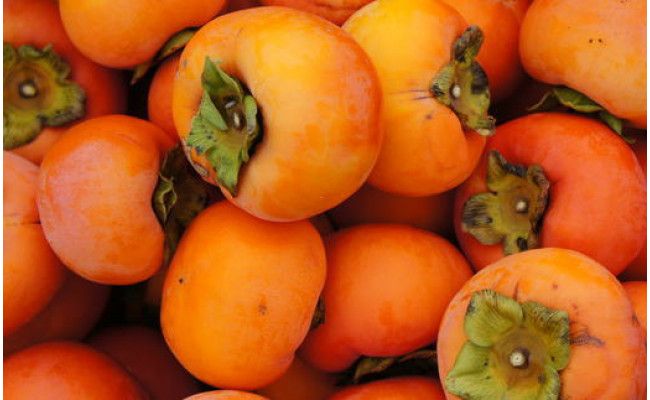 【先行予約】 富有柿 ご家庭用 約7.5kg 和歌山県産｜かき フルーツ 柿 果物 くだもの 家庭用 和歌山県産