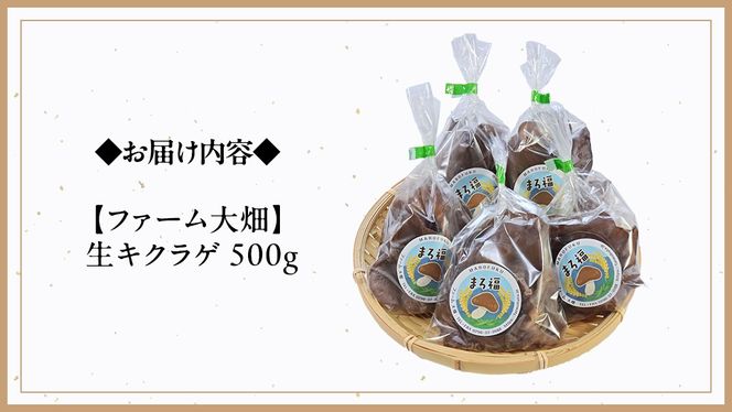 【 ファーム大畑 】 生キクラゲ 500g きくらげ 国産 国産きくらげ GAP規範 野菜 やさい 食物繊維 ビタミンD 鉄分 カリウム カルシウム スクランブルエッグ カレー お鍋 [AK006ci]