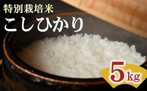 コシヒカリ＜特別栽培米＞精米 5㎏（減農薬 有機肥料 お米 米 おこめ こめ 白米 こしひかり 令和7年産）【002309A】