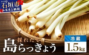 ≪2026年2月下旬～5月下旬発送≫採れたて島らっきょう 1.5㎏ 【 沖縄県 石垣市 野菜 らっきょう 島らっきょう おつまみ 採れたて 料理 漬物 天ぷら おかぴ農園 産地直送 】OK-02
