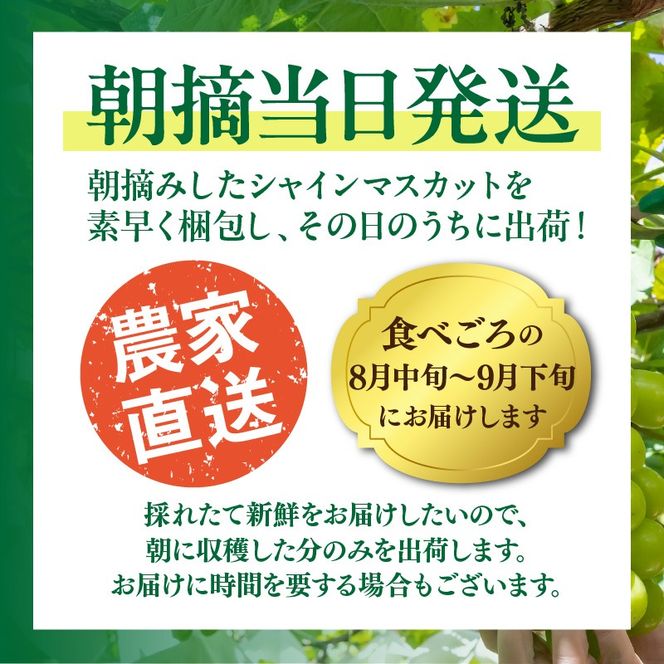 テレビで紹介されました！【先行予約】【令和8年発送】農家直送！ 新鮮！ 朝づみ シャインマスカット 1.5kg (3～4房) フルーツ 果物 贈答 大分県産 採れたて_2537R-2