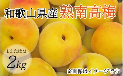 【梅干・梅酒用】（LまたはM－2Kg）熟南高梅  (秀優混合)  /梅 フルーツ 梅酒 生梅 南高梅 完熟  果物 くだもの 食品 人気 おすすめ 送料無料 和歌山 ※2027年6月上旬～7月上旬頃発送予定 ※沖縄・離島への配送不可【art012B】