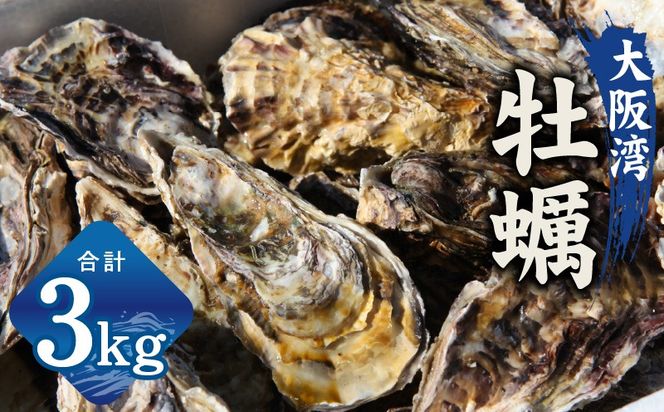 G2187 牡蠣 3kg【先行予約 かき カキフライ 冷凍 加熱用 殻付き 魚介類 海鮮 大阪湾 産地直送】