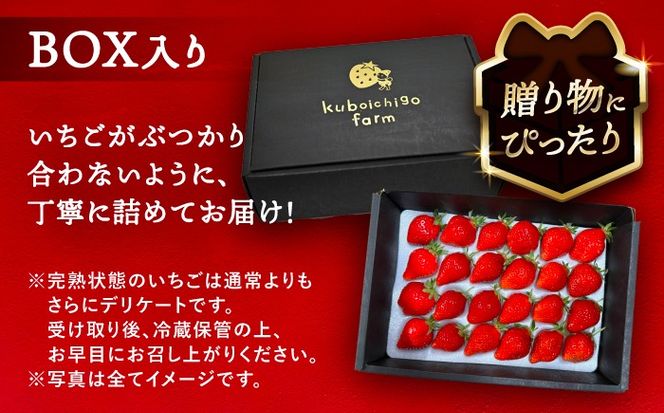【先行予約】 ＼毎年12月より順次発送／ 紅ほっぺ 24粒 いちご 果物 フルーツ 愛西市 / くぼ苺農園 【配達不可：北海道・沖縄・離島】[AECJ010]