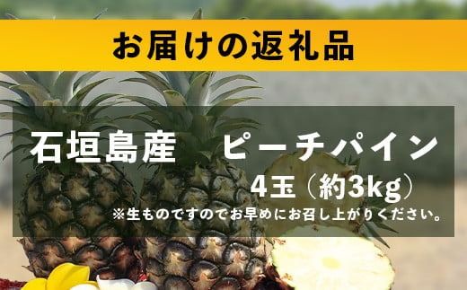 【先行予約】《2026年5月上旬頃より順次発送》石垣島産 ピーチパイン (4玉 約3㎏) 【 産地直送 沖縄 石垣 パイナップル フルーツ 】石垣さんちの石垣トロピカルファーム TP-11