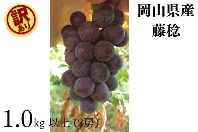 【2026年先行予約】岡山県産【訳あり】藤稔 1.0kg以上（2房）産地直送 朝採れ / ぶどう 葡萄 先行予約 フルーツ 果物 真庭市 フルーツ王国 珍しい 甘い【kgftmt020-01】