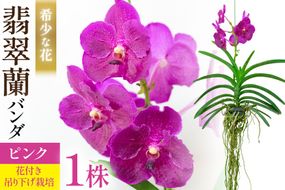 AI179 希少な花 心躍る「華やかな恋」の予感 翡翠蘭(バンダ)1株 花付き ピンク [ 植物 花 ガーデン 希少 インテリア かわいい 個性的 北尾洋蘭園 長崎県 島原市 ]