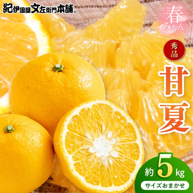【2027年先行予約】甘夏 (あまなつ) 秀品 約5kg 和歌山県有田産 春みかん 春柑橘 (果実サイズおまかせ) / 紀伊国屋文左衛門本舗_V7305