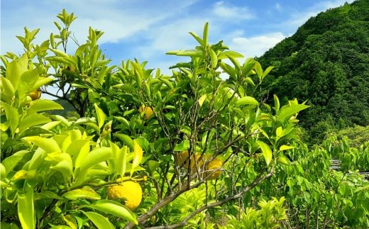 自然栽培小夏 1kg / 柑橘 自然 無農薬 土佐市 【有限会社四万十くじら】 [BQBR013]