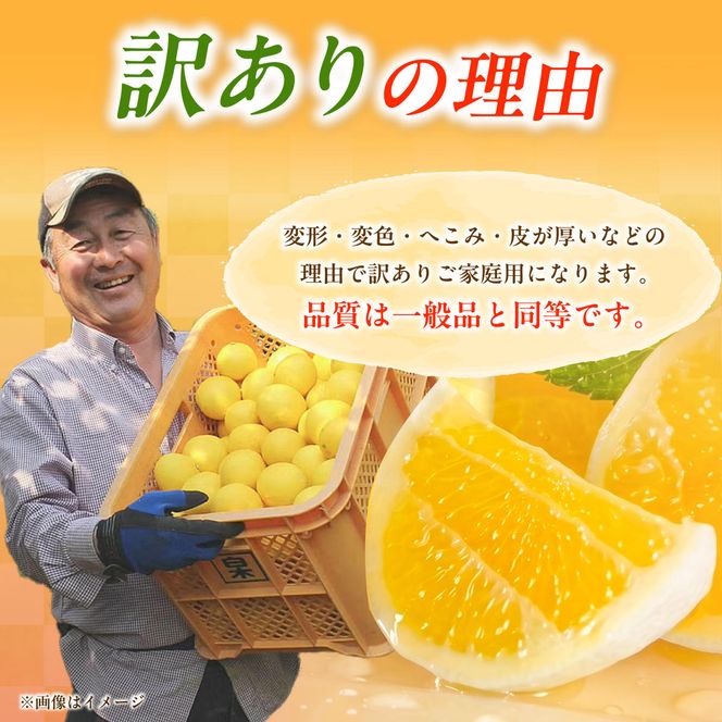 【先行予約】＜白木果樹園＞ 土佐小夏 訳ありご家庭用 約5kg〈2027年5月下旬～6月下旬頃発送〉  / 5キロ こなつ 柑橘 かんきつ 柑橘類 フルーツ 日向夏 ニューサマーオレンジ 西内小夏 果物 くだもの【白木果樹園】 [BQAI034]
