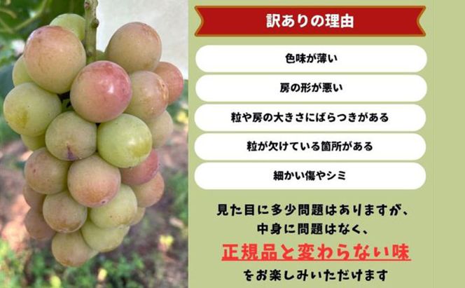 訳あり 悟紅玉  旧ゴルビー 2房 合計800g以上 産地直送 朝採れ ぶどう 葡萄 岡山 Kawahara Green Farm 岡山県産 2026年 先行予約
