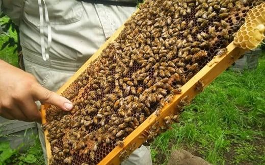 国産 はちみつセット ( 栗・りんご ) 160g × 2種 ［小布施屋］ 蜂蜜 ハチミツ 長野県産 お取り寄せ 詰め合わせ 詰合せ ［A-301］