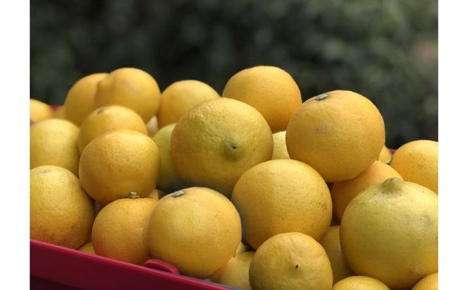 オレの胡椒と一味唐辛子セット 調味料 調味料セット 辛味 フルーティー 旨味 ピリ辛 手作り調味料 手作り 調理 料理 味付け 食卓 つける かける 