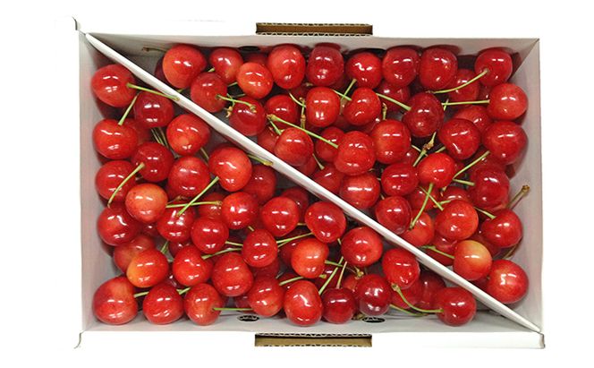 先行受付 北海道 仁木町産 さくらんぼ【 佐藤錦 】又は【 紅秀峰 】バラ詰め 900g Lサイズ以上　 食後 デザート 旬の果物 サクランボ チェリー フルーツ 果物 果物類 仁木町 仁木 [峠のふもと紅果園]