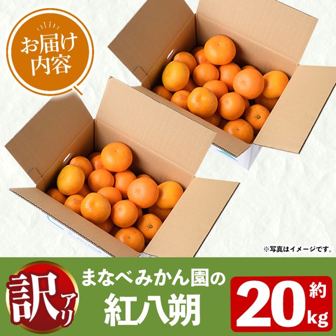 ＜先行予約受付中！2027年2月上旬以降順次発送予定＞訳あり！まなべみかん園の紅八朔(約20kg) 国産 鹿児島県産 阿久根市産 柑橘類 果物 デザート フルーツ 数量限定 期間限定 ご自宅用 ご家庭用 【有限会社まなべみかん園】akn034-19