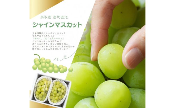 鳥取産 シャインマスカット 訳あり ご自宅用 2房 312011_FT008
