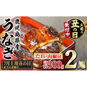 【0104347a-2607】＜土用の丑の日までにお届け＞東串良町のうなぎ蒲焼(無頭)(2尾・計約300g・タレ、山椒付)うなぎ 高級 ウナギ 鰻 丑の日 国産 蒲焼 蒲焼き たれ 国産 九州産 鹿児島県産 ふるさと 人気 【アクアおおすみ】