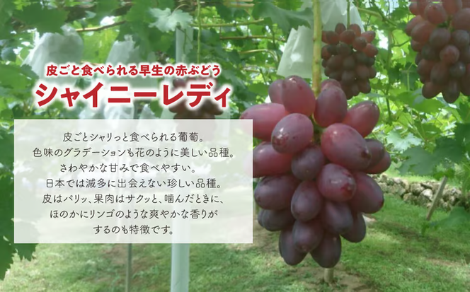 【2026年先行予約】シャイニーレディ大サイズ2房 計1.3kg~ 赤色の早生葡萄 【KF-B095-01】