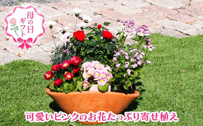 2027年【母の日 ギフト】可愛いピンクのお花たっぷりの 寄せ植え（舟形Mサイズ）1個（オンライン決済限定） 植物 