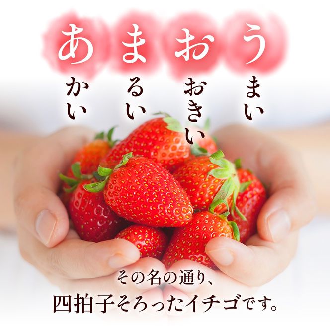 福岡県産 あまおう 540g～1080g 送料無料 いちご 果物 フルーツ ギフト 季節限定 スイーツ ケーキ ブランド 先行予約 2024年12月より順次発送 TY050