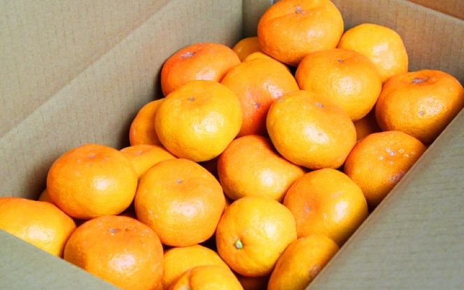完熟有田みかん　10kg　※2026年11月下旬～2027年1月下旬頃に順次発送予定(お届け日指定不可) 【uot705】