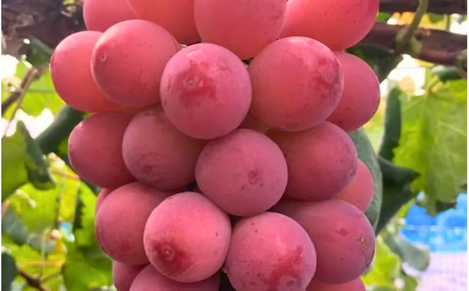 【2026年先行予約】【ご家庭用】 希少品種 クイーンニーナ 3～４房 2kg以上（化粧箱入り） Lino＆Kai Farm / 朝採れ ぶどう 岡山 真庭市 珍しい 高級 ギフト 大粒 果物 贈答 人気 産地直送 国産 数量限定 種なし 食べチョクアワード 受賞 【linokai011-02】