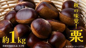 栗 1kg 【2026年9月上旬発送開始】(茨城県共通返礼品：大子町) くり マロン 果物 スイーツ モンブラン 栗きんとん 生栗 焼き栗 甘栗