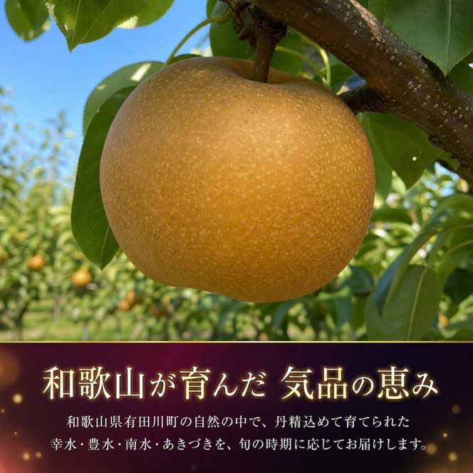 ジューシー果汁の紀州有田産の梨約４kg 　化粧箱入【先行予約】【2026年8月中旬以降発送予定】AN028