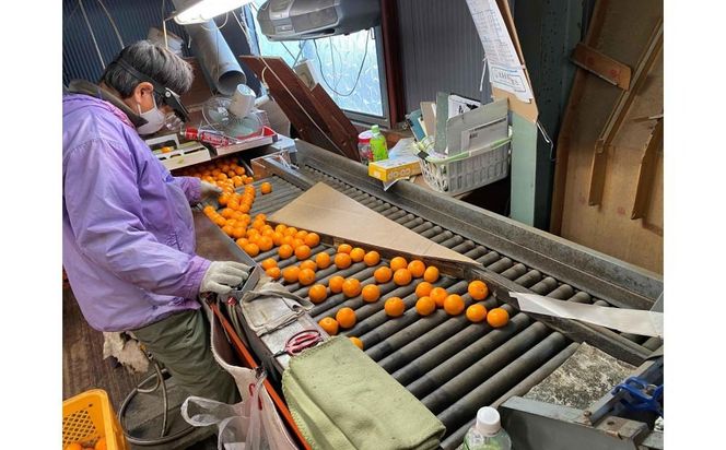 ちょっと 傷あり マルチ栽培 有田 みかん M ~ SS サイズ 3kg 手さげ箱 南泰園 BS670