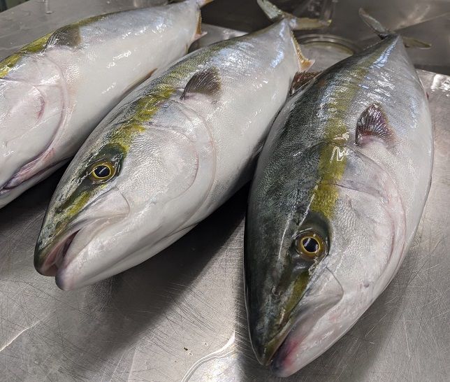 玄海灘 天然ぶり 焼きほぐし135g・照り焼きほぐし95g・天然さば 燻製フレークオイル漬け165g（トランス脂肪酸フリーオイル使用）【共進丸】_HA1410