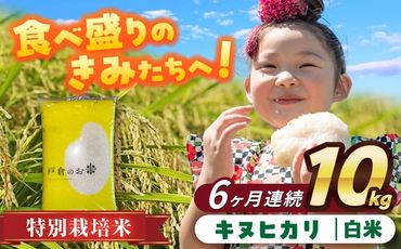 【6回定期便】特別栽培米　キヌヒカリ　白米　10kg　お米　精米　愛西市／株式会社戸倉トラクター[AECS044]