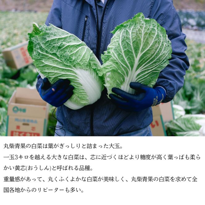 瀬戸内 牛窓産 白菜 約15kg（5～6玉） 野菜 はくさい 