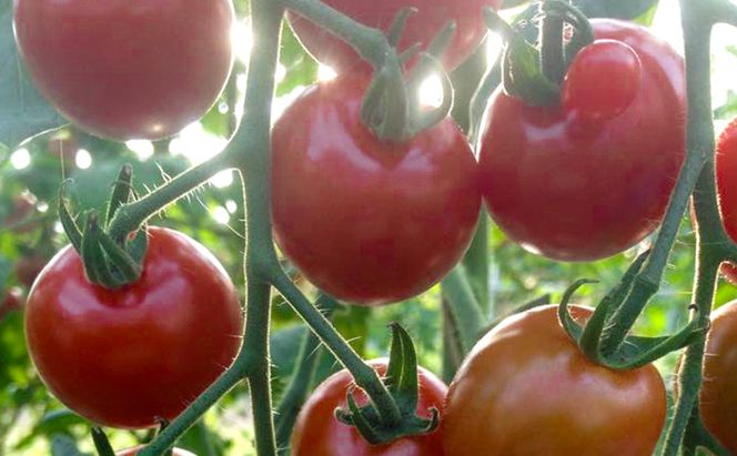 北海道仁木町産 ミニトマト100％ジュース 1000ml×2本 栽培期間中 除草剤・化学農薬・化学肥料不使用 野菜ジュース 果汁飲料 野菜飲料 野菜 [iori farm hokkaido]