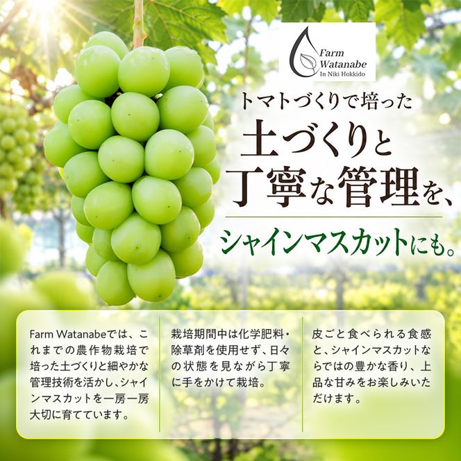 【2026年産】北海道 仁木町産 シャインマスカット 粒 1kg (250g×4) 化学肥料・除草剤不使用 ぶどう フルーツ 果物 くだもの [Farm Watanabe]