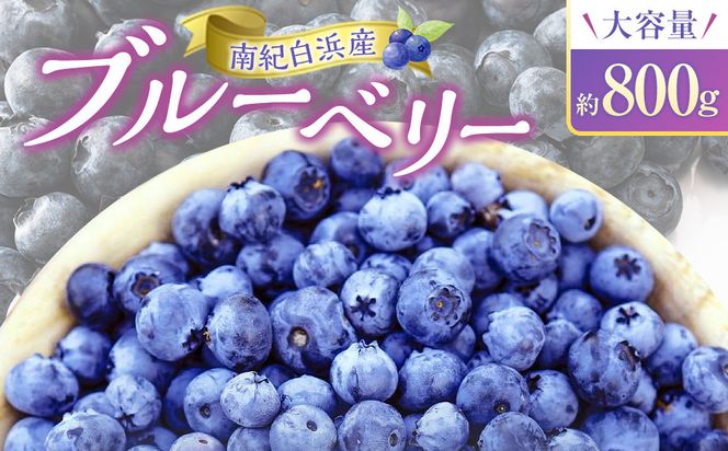南紀白浜産ブルーベリー 約800g 大容量 304018_Y009