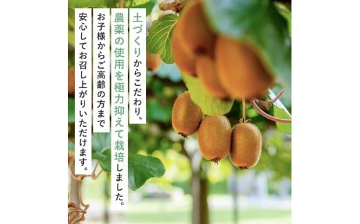 ＜11月より発送＞わけあり キウイ10kg+250g（傷み補償分）【わけあり・訳あり・扁平果】 / 和歌山  フルーツ 果物 くだもの 旬 キウイフルーツ キウイ【ikd716】
