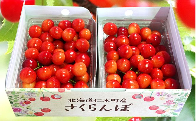 北海道 仁木町産 7月旬 さくらんぼ 1kg（500g×2） サクランボ チェリー フルーツ 果物 果物類  仁木町 仁木 [JA新おたる]