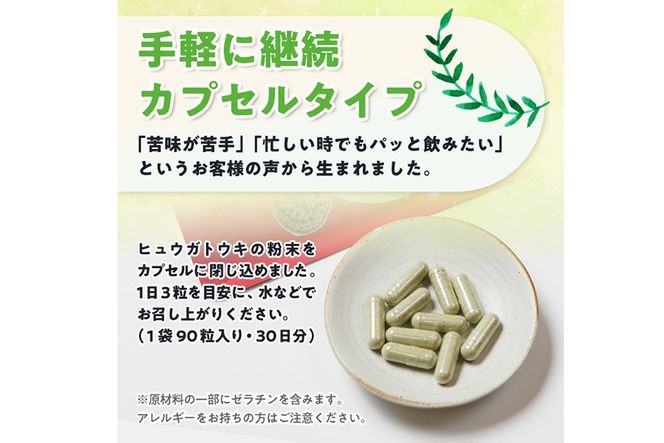 ヒュウガトウキ茶 カプセル(90粒×1袋) トウキ茶 お茶 便利 簡単 生薬 ヒュウガトウキ 日本山人参 宮崎県産 国産【SF-02】【SMILE FARM】