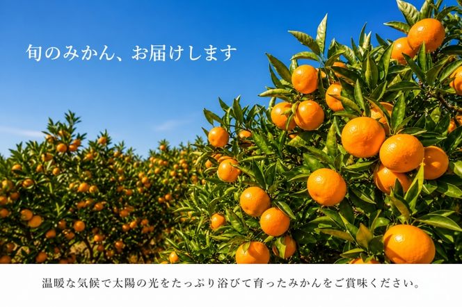 和歌山 有田 みかん 10kg 訳あり ご家庭用 2S〜2Lサイズ混合 / 有田みかん 甘い 柑橘  和歌山 ※2026年11月下旬頃〜12月下旬頃に順次発送予定 【uot004-c-10】