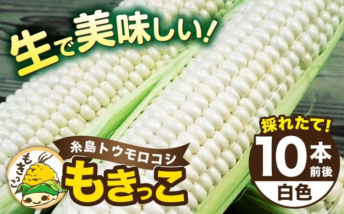 [先行予約] 糸島 トウモロコシ 『もきっこ』 白 ( 10本前後) [2026年6月下旬以降順次発送][糸島] [内田農業] [AZH002] とうもろこし 野菜 コーン スイートコーン BBQ バーベキュー