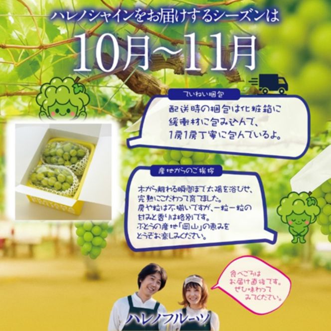 【先行予約】【訳あり】木熟ぶどう ハレノシャイン シャインマスカット 2房 約1.2㎏ 10月～11月発送 | 岡山県産 皮ごと食べる みずみずしい 甘い フレッシュ 晴れの国 おかやま 家庭用 訳あり 訳アリ ハレノフルーツ