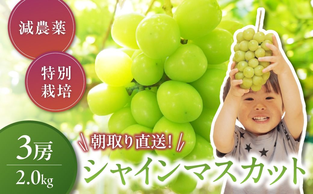 [✩先行予約✩2026年/令和8年発送分]減農薬シャインマスカット2.0kg/3房 山梨県産 産地直送 フルーツ 果物 くだもの ぶどう ブドウ 葡萄 シャイン シャインマスカット 新鮮 人気 おすすめ 国産 贈答 ギフト お取り寄せ CF-4