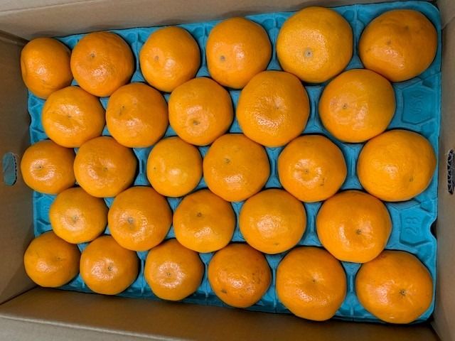 完熟はるみオレンジ 赤秀品 24～28玉入り CC44